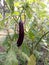 EggplantÂ & x28;Solanum melongena& x29;